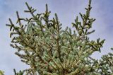 View full-size image Picea meyeri