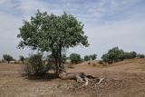 View full-size image Populus pruinosa