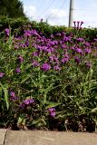 Смотреть изображение Verbena rigida