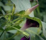 Смотреть изображение Ipomoea purpurea