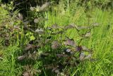 View full-size image Thalictrum flavum