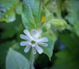 Смотреть изображение Melandrium latifolium