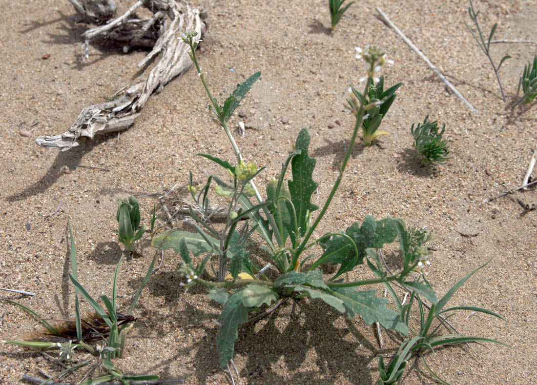 Image of Strigosella circinata specimen.