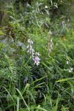View full-size image Vicia sylvatica
