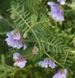 View full-size image Vicia nissoliana