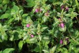 View full-size image Lamium maculatum
