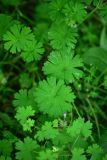 View full-size image Geranium rotundifolium