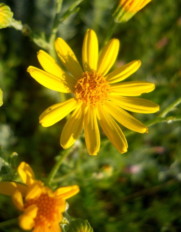 Изображение особи Senecio jacobaea.