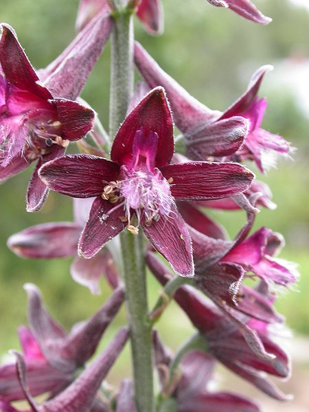 Изображение особи Delphinium puniceum.