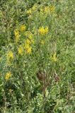 Смотреть изображение Genista patula