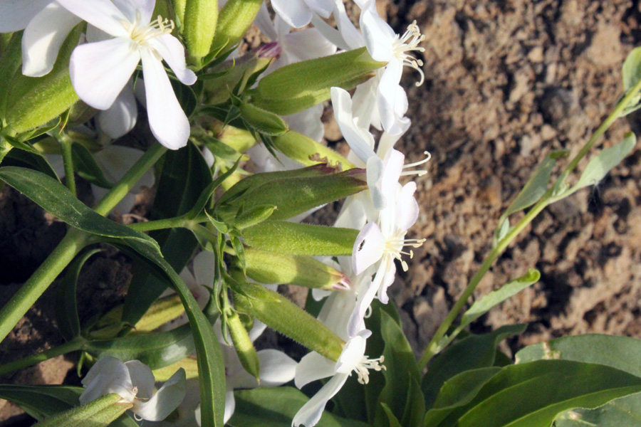 Изображение особи Saponaria officinalis.