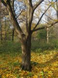 Betula maximowicziana. Нижняя часть дерева. Москва, ГБС РАН. 20.10.2011.