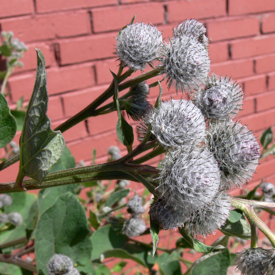 Image of Arctium tomentosum specimen.