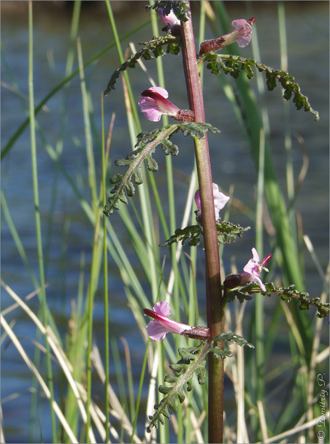 Изображение особи Pedicularis palustris.