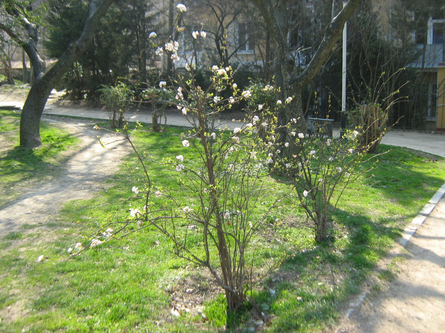 Изображение особи Viburnum &times; bodnantense.