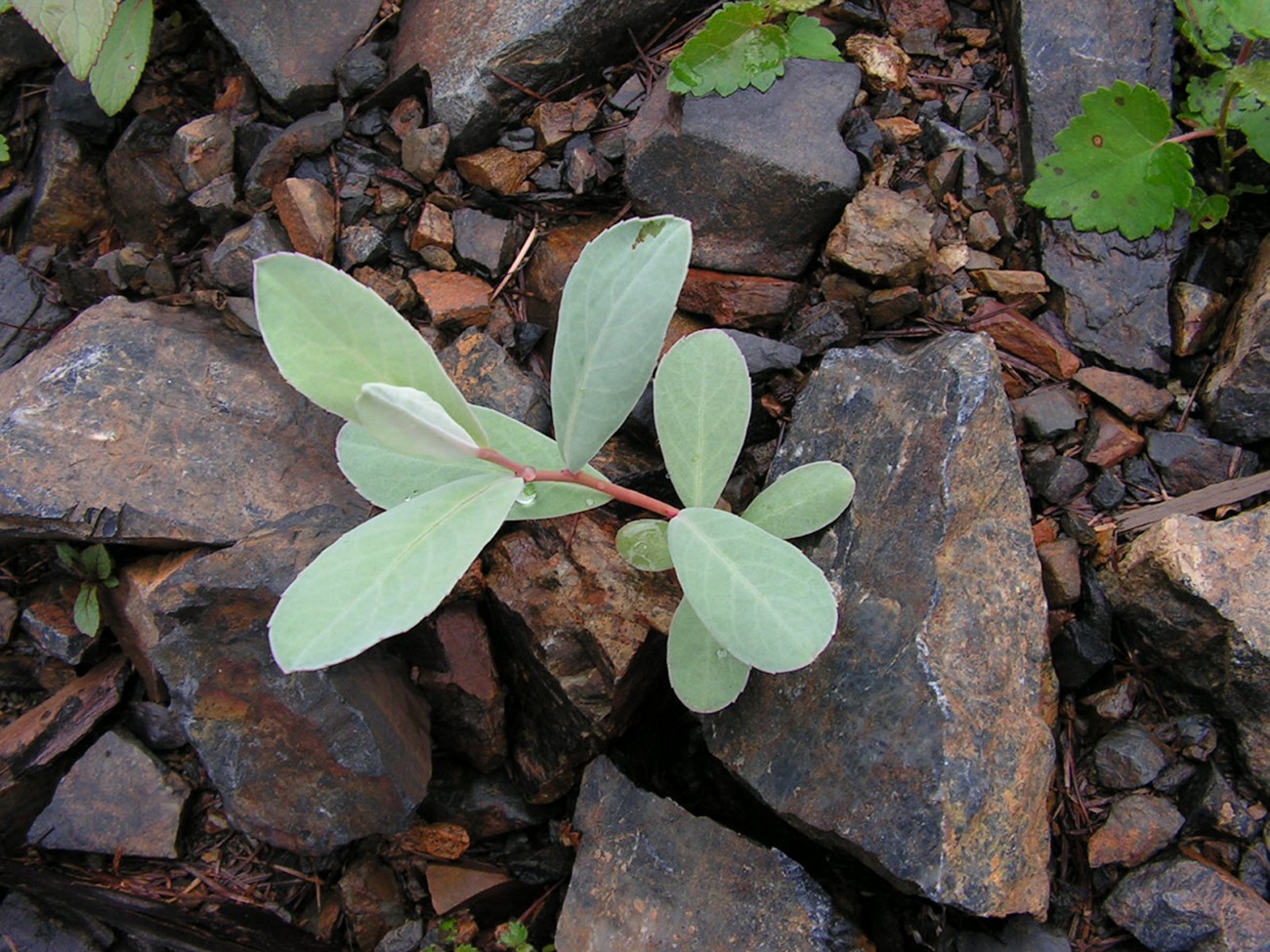 Image of Chosenia arbutifolia specimen.