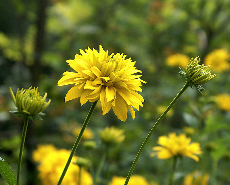 Image of Rudbeckia laciniata var. hortensia specimen.