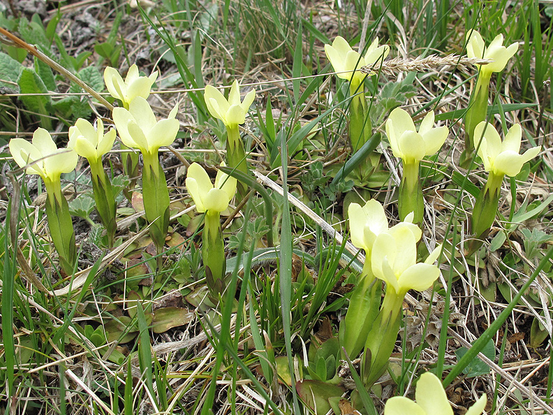 Image of Gentiana oschtenica specimen.