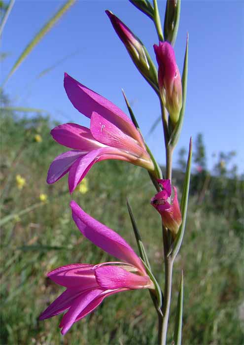 Image of Gladiolus italicus specimen.