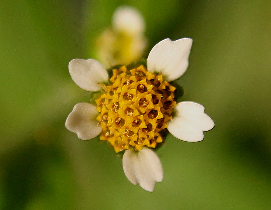 Image of Galinsoga parviflora specimen.