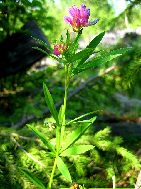 Image of Trifolium lupinaster specimen.