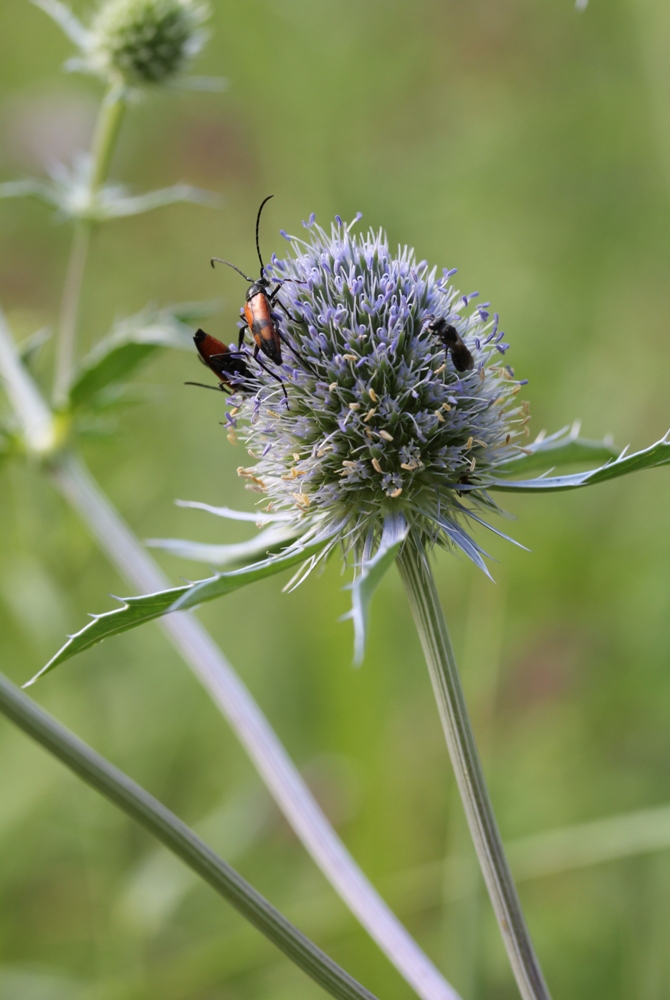 Изображение особи Eryngium planum.