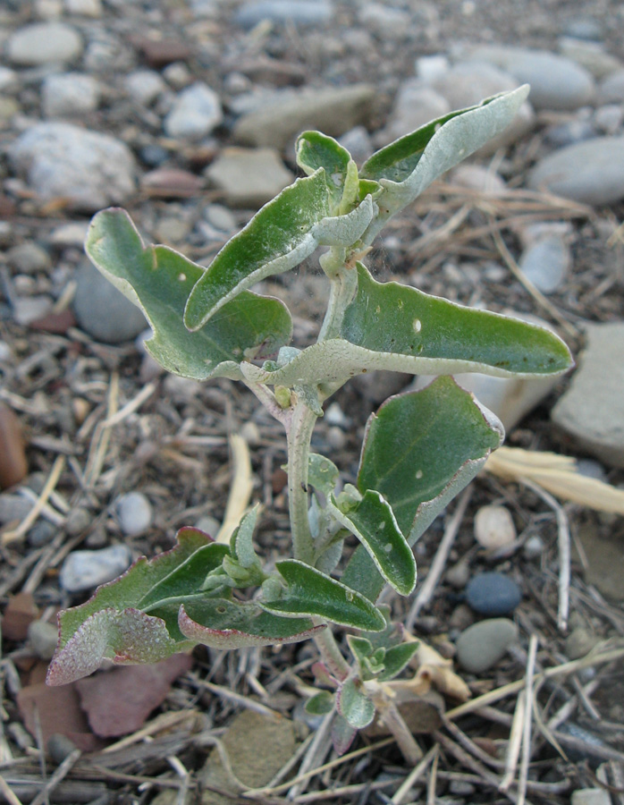 Изображение особи Atriplex aucheri.