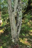 Carpinus betulus. Нижняя часть растения. Абхазия, Гудаутский р-н, Мюссерский лесной массив. 14.06.2012.