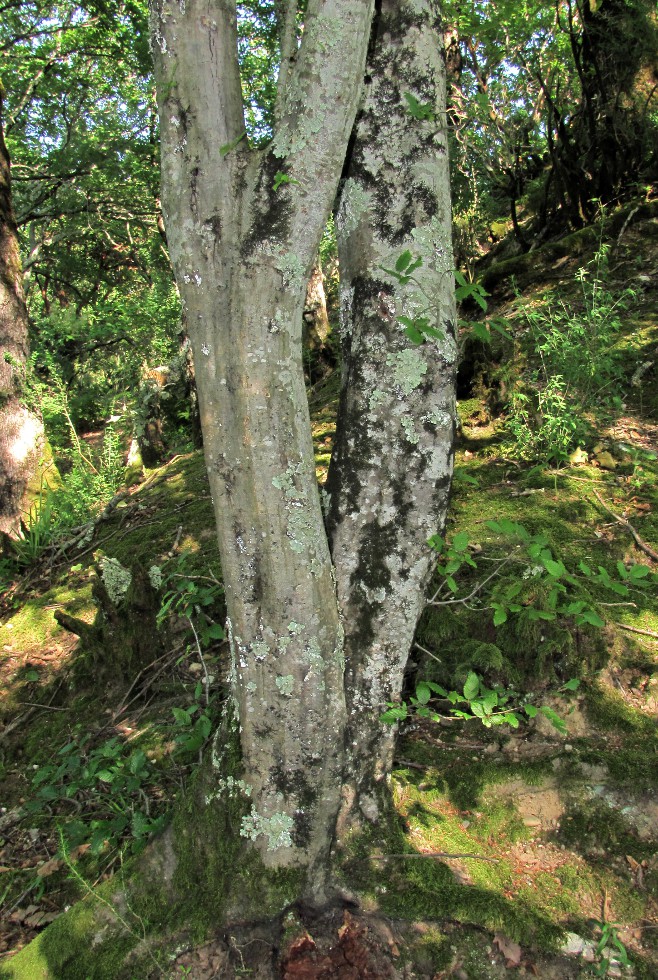 Image of Carpinus betulus specimen.