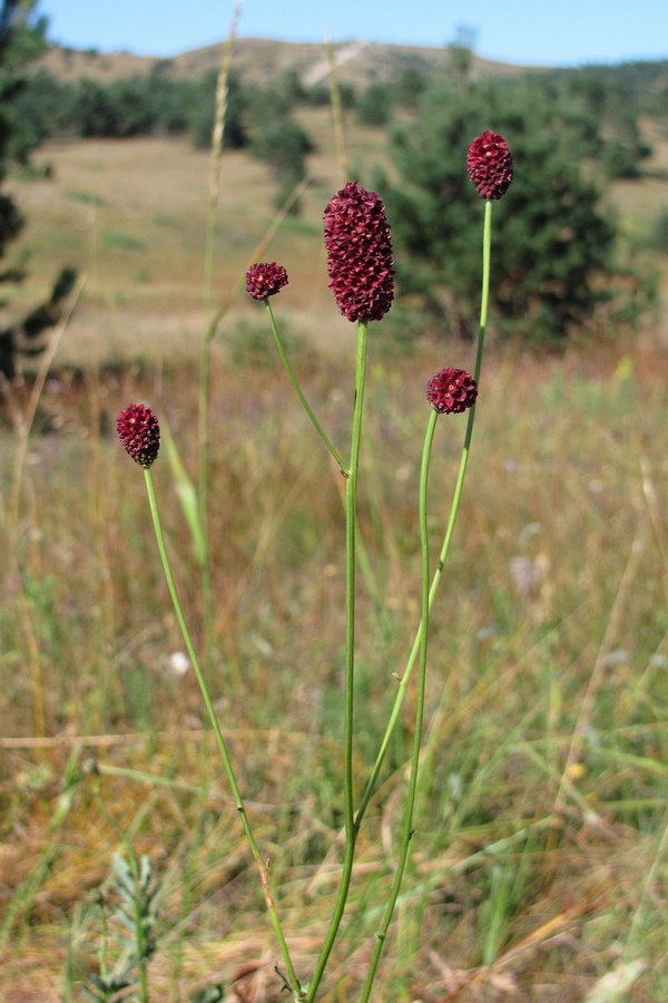 Image of Sanguisorba officinalis specimen.