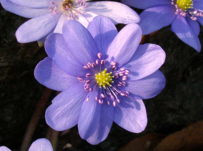 Изображение особи Hepatica transsilvanica.