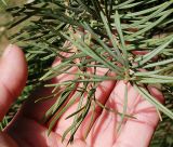 Abies concolor