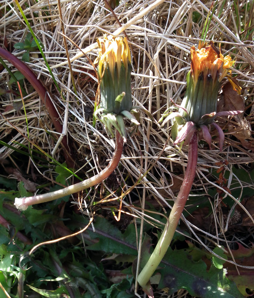 Изображение особи род Taraxacum.