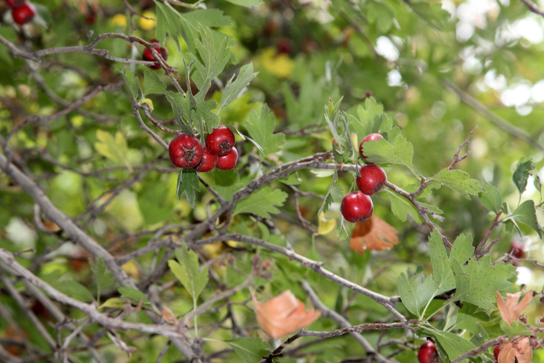 Изображение особи Crataegus pseudoazarolus.