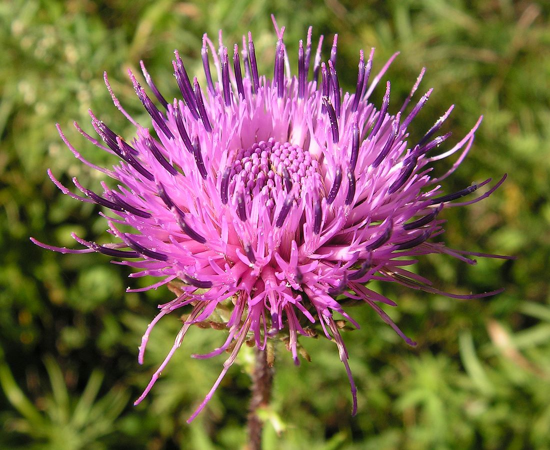 Image of Cirsium vlassovianum specimen.