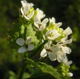 Alliaria petiolata