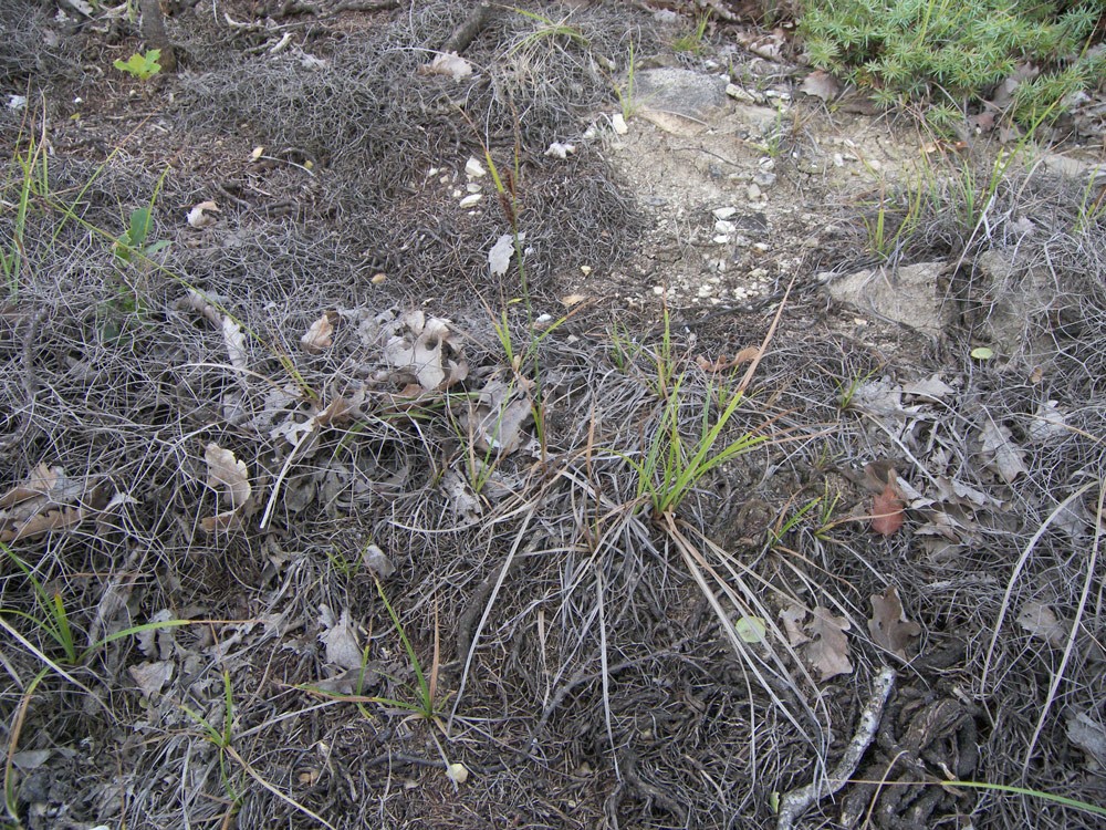 Image of genus Carex specimen.