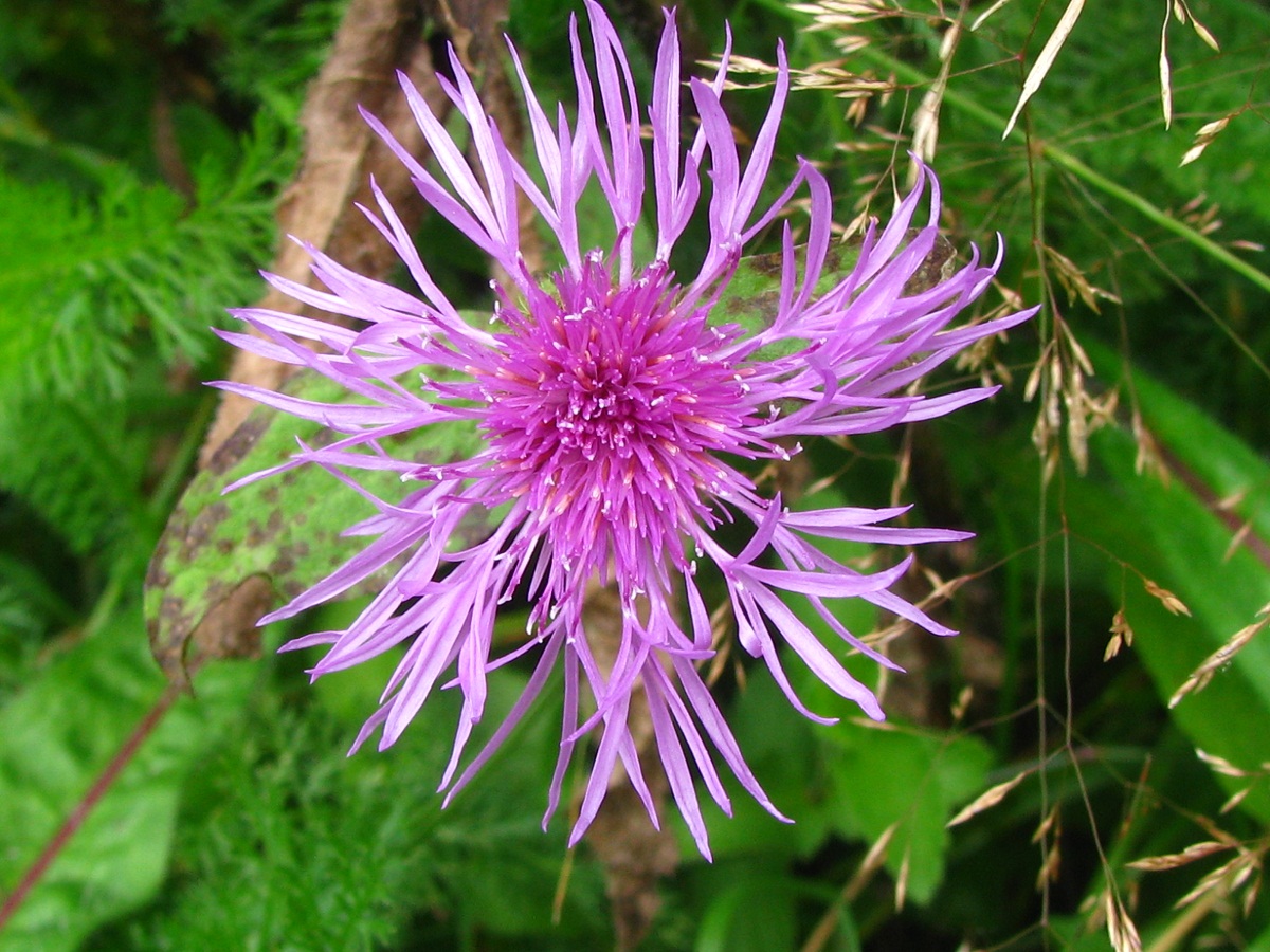 Image of Centaurea carpatica specimen.