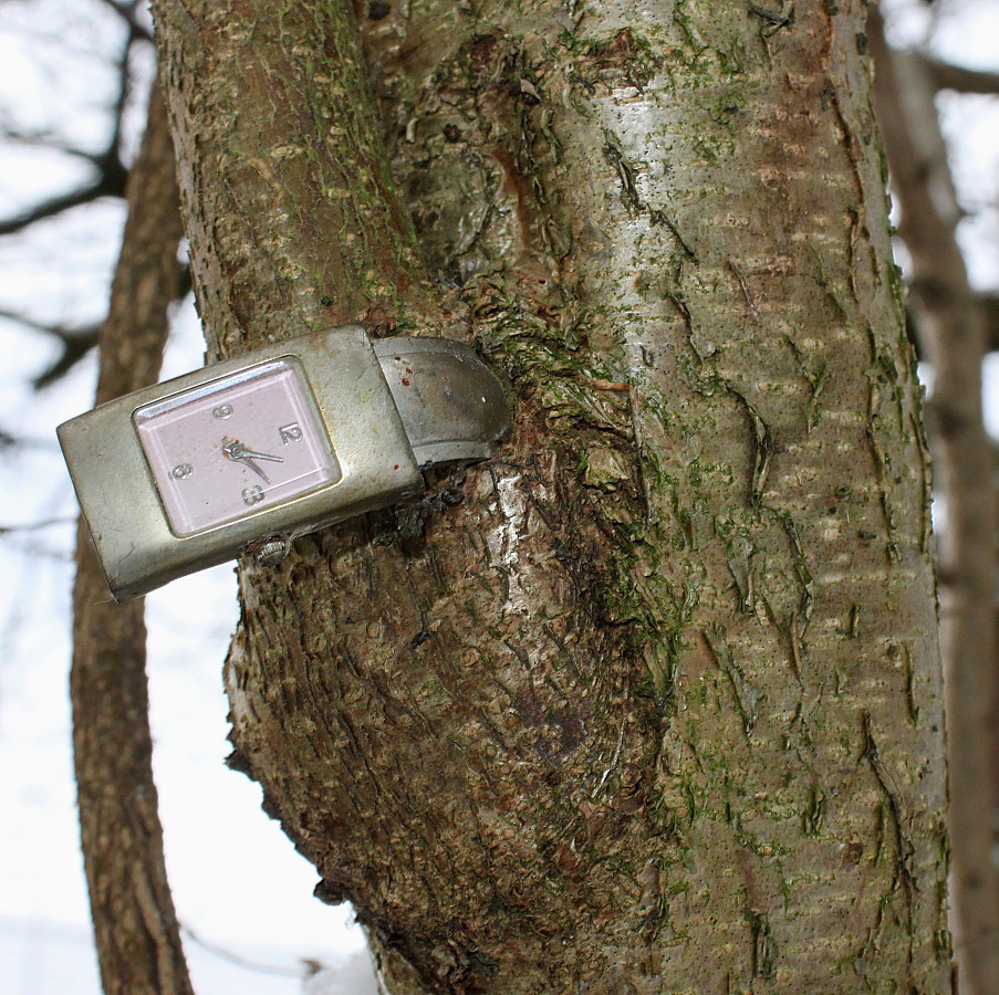 Image of Corylus avellana specimen.