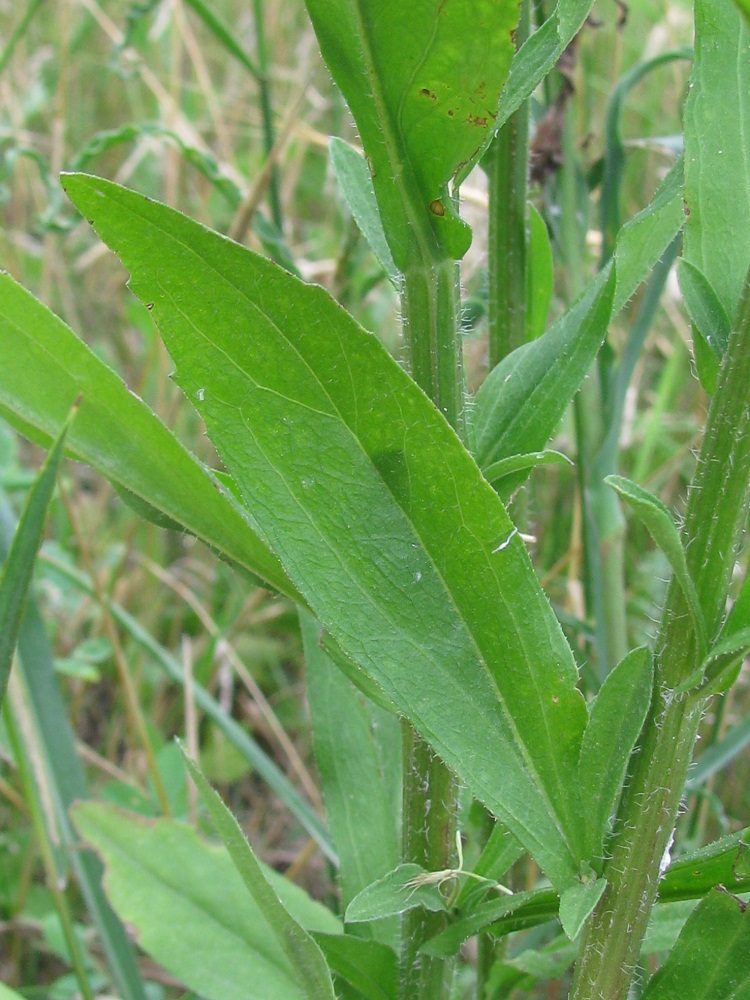 Image of genus Phalacroloma specimen.