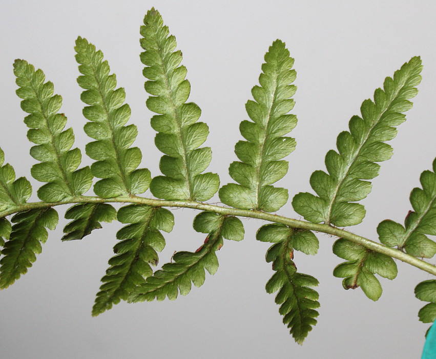 Изображение особи Dryopteris pseudomas.