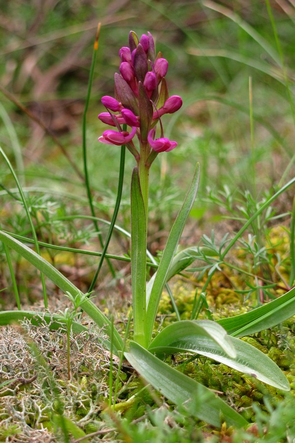 Image of Dactylorhiza romana specimen.