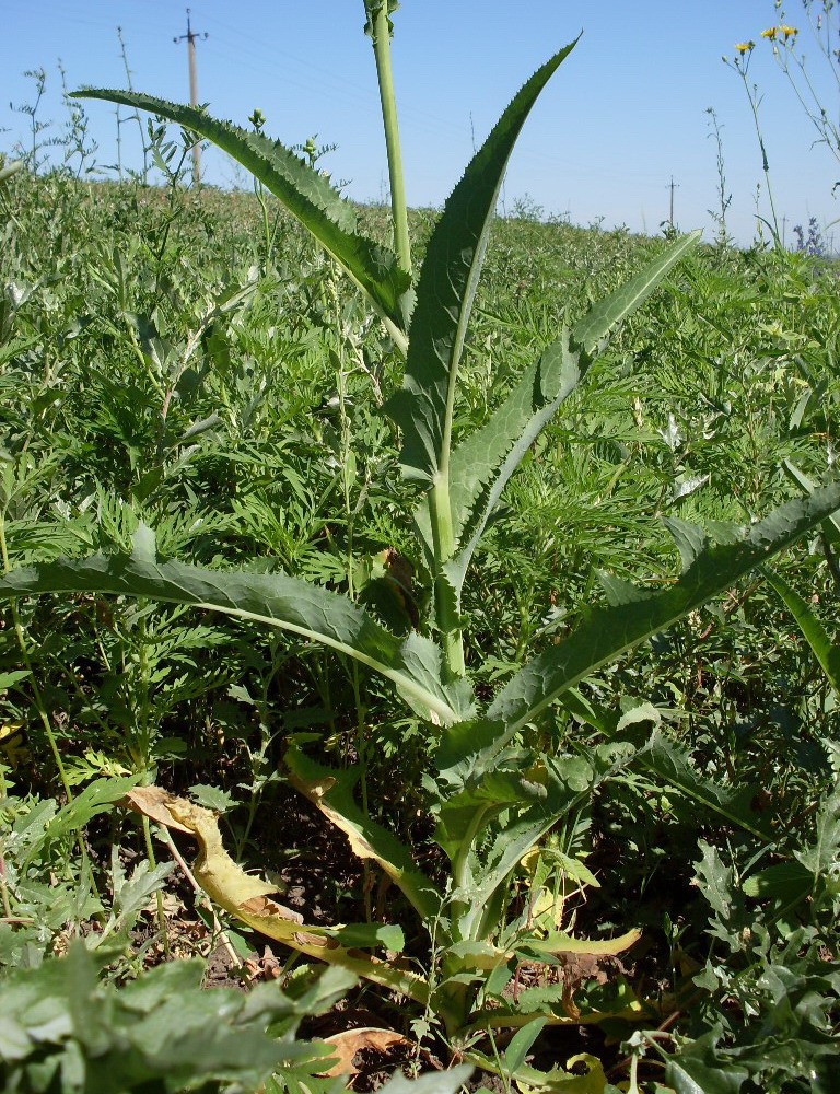 Image of Sonchus arvensis ssp. uliginosus specimen.