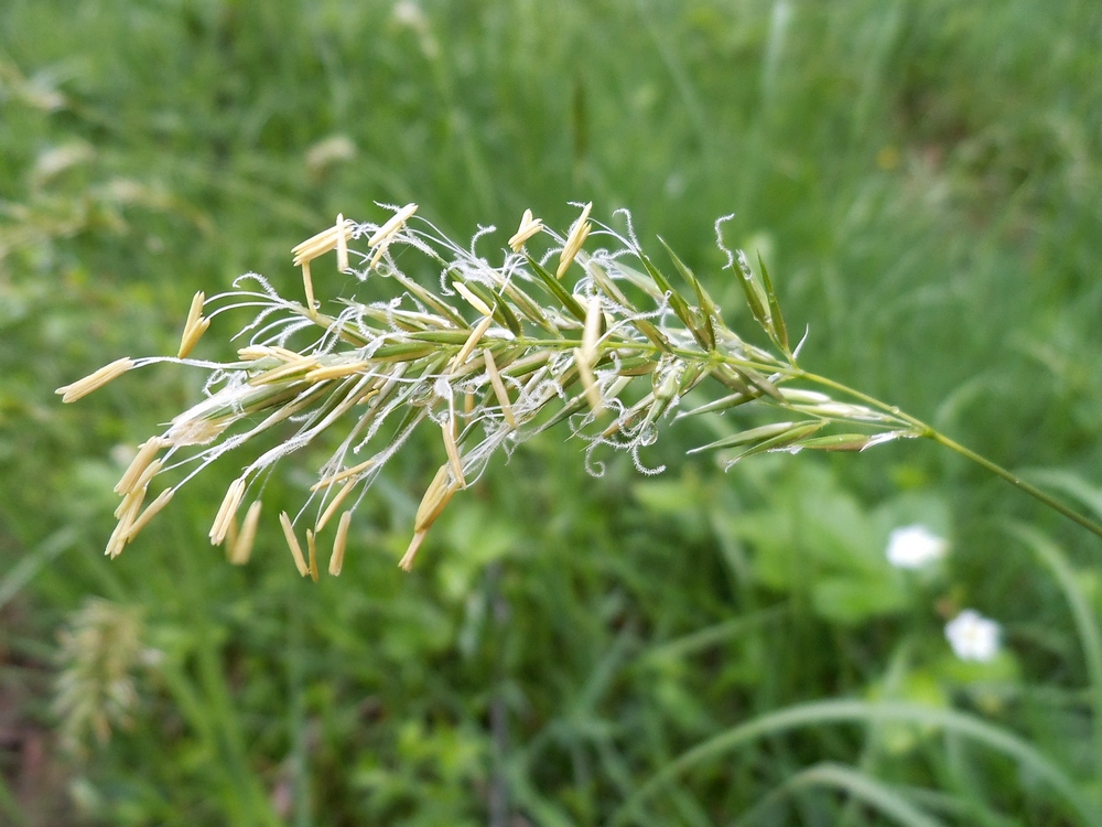 Image of Anthoxanthum odoratum specimen.