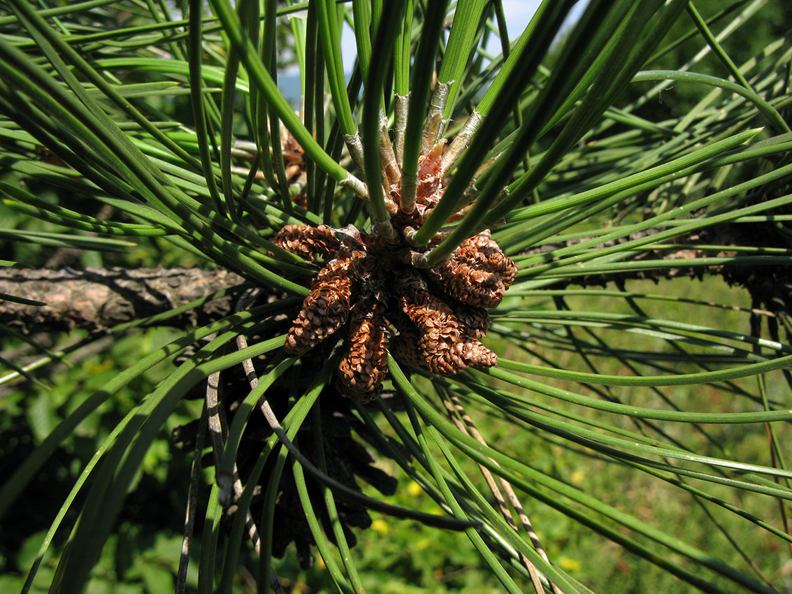 Изображение особи Pinus pallasiana.