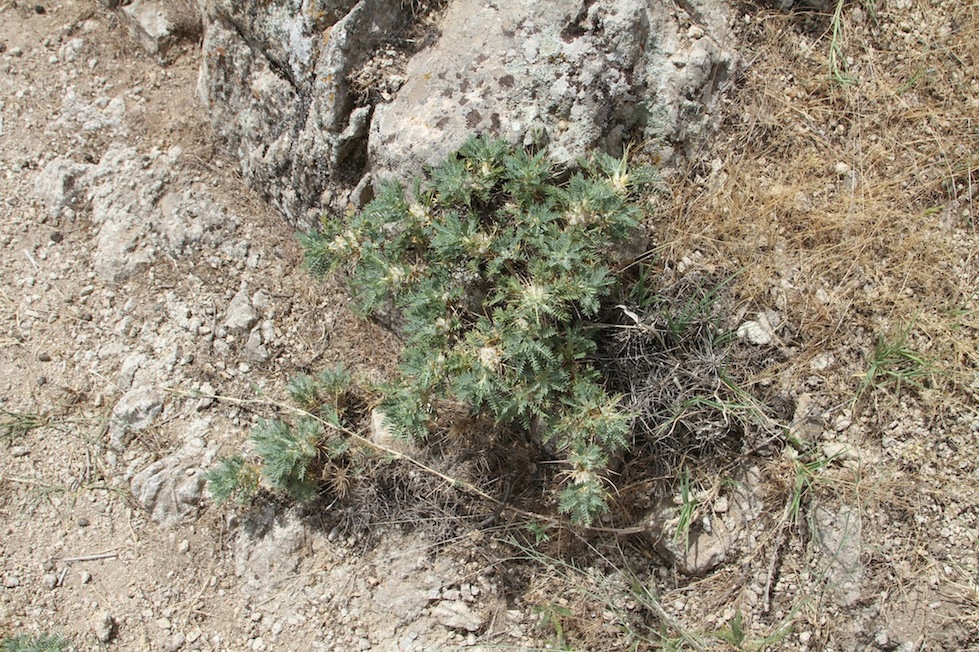 Изображение особи Astragalus leiosemius.