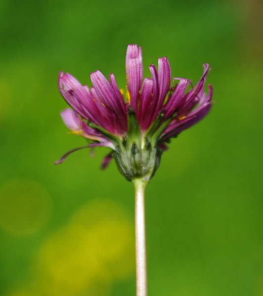 Image of Taraxacum porphyranthum specimen.