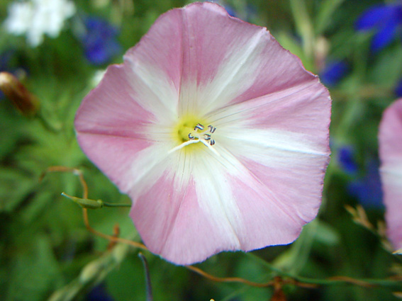 Image of Convolvulus arvensis specimen.