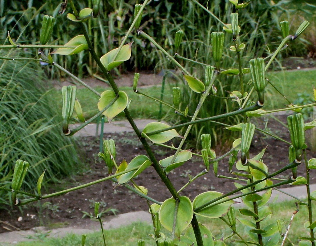 Image of Lilium henryi specimen.