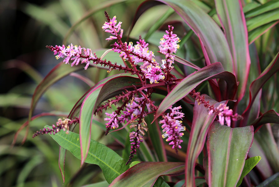 Image of Cordyline fruticosa specimen.